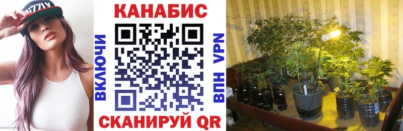 наркотики  omg зеркало  Конопля OG Kush  Болохово 